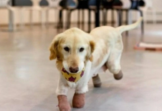 把四肢被截断的金毛从狗贩子手中救出，狗狗满脸幸福笑容