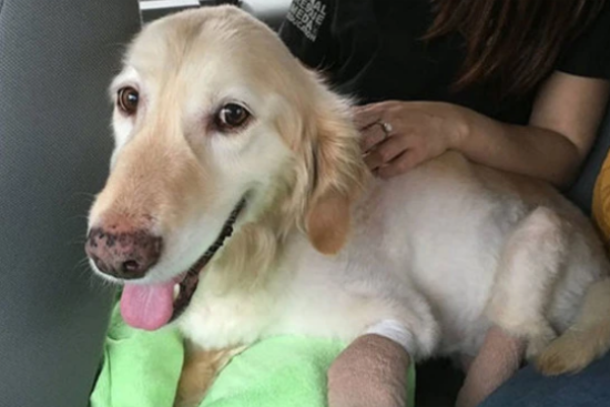 把四肢被截断的金毛从狗贩子手中救出，狗狗满脸幸福笑容