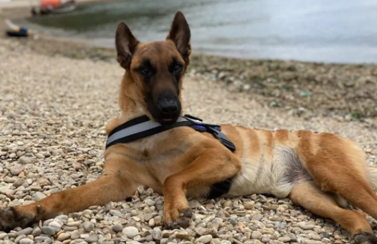 被主人遗弃且恶劣伤害的大狗狗，救治后满脸笑容