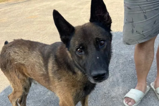 被主人遗弃且恶劣伤害的大狗狗，救治后满脸笑容