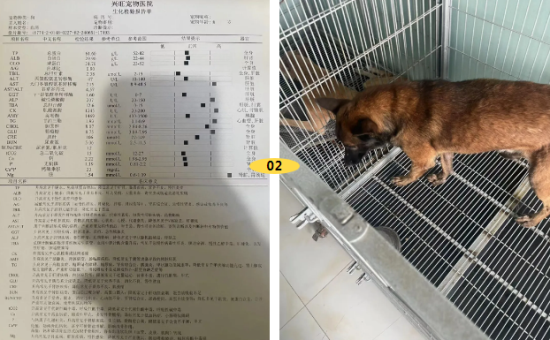 被主人遗弃且恶劣伤害的大狗狗，救治后满脸笑容