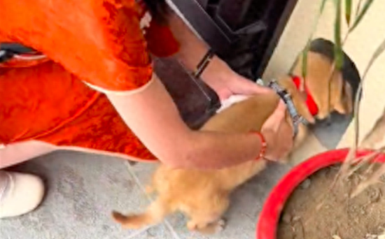 爷爷奶奶搬进新家，把捡到的流浪狗也一起带去