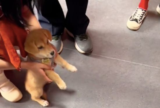 爷爷奶奶搬进新家，把捡到的流浪狗也一起带去