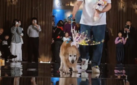 年迈的金毛要给结婚主人送戒指，已经上不了台阶了