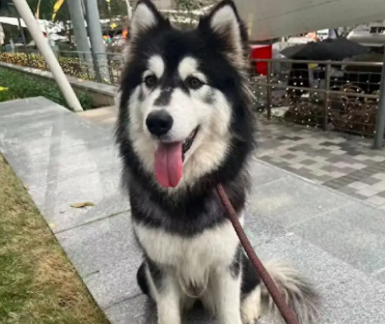 救助的阿拉斯加犬被情侣领养，没想到被男子吊在笼子里，活活打死