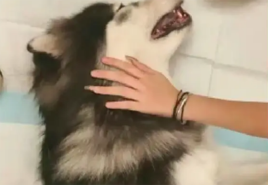 救助的阿拉斯加犬被情侣领养，没想到被男子吊在笼子里，活活打死