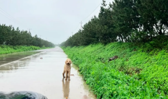 捡蘑菇路上却捡到只巨贵犬，主动跳上车赖上女生，怎么赶都不下去