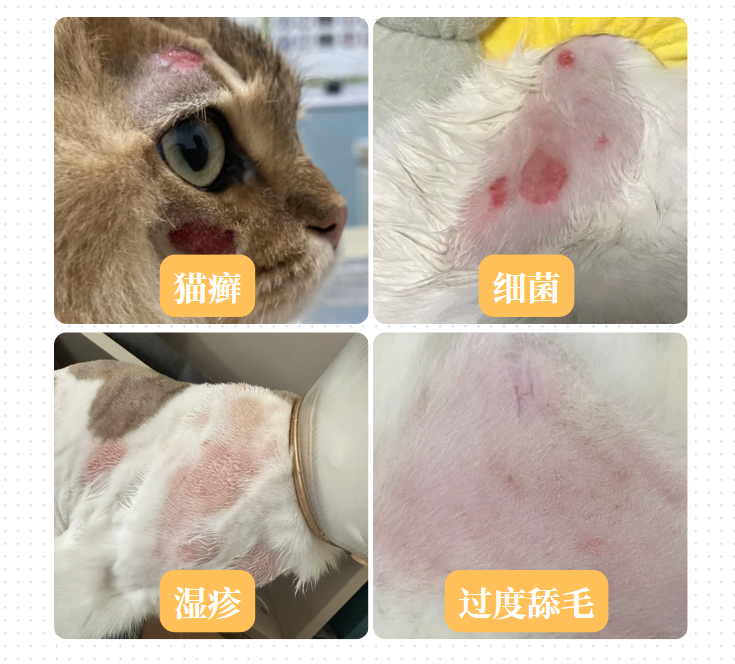 猫猫突然掉毛严重，皮肤发红还一直挠痒痒，这是怎么回事？