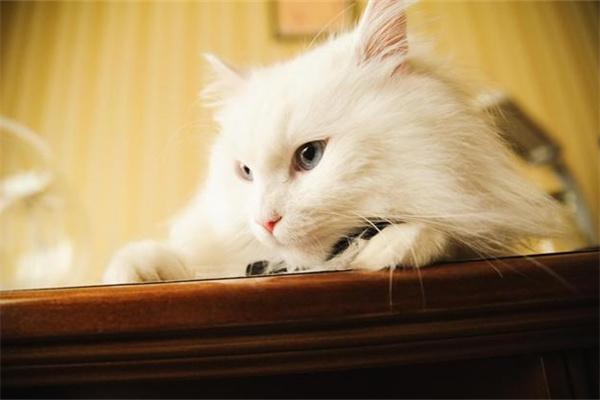 猫咪也会做噩梦吗？