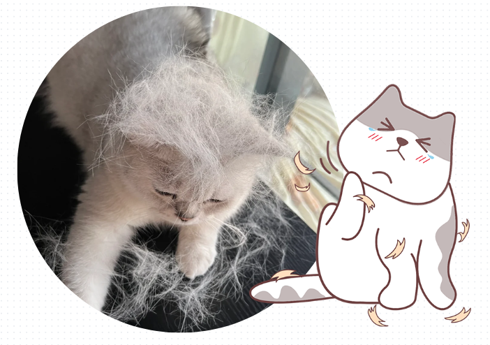 猫掉毛严重是什么原因？会是皮肤病吗？