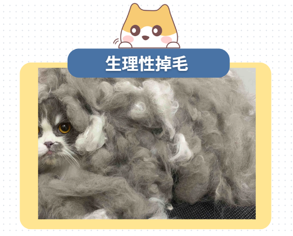 猫掉毛严重是什么原因？会是皮肤病吗？