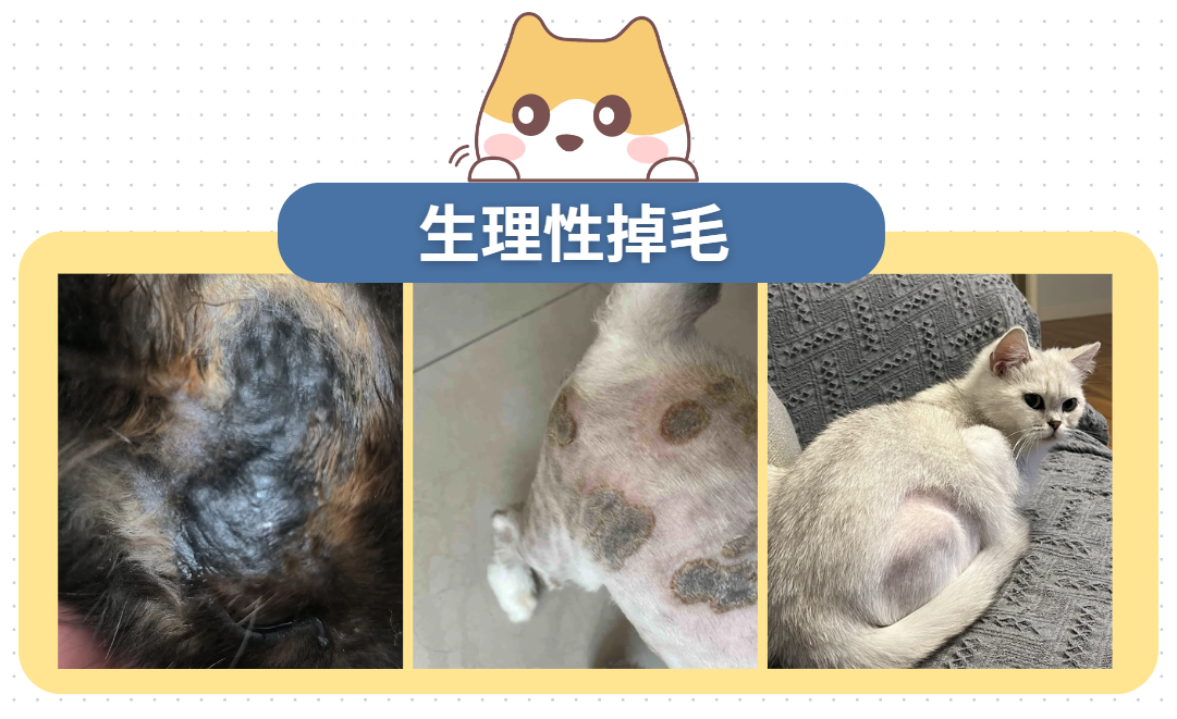 猫掉毛严重是什么原因？会是皮肤病吗？