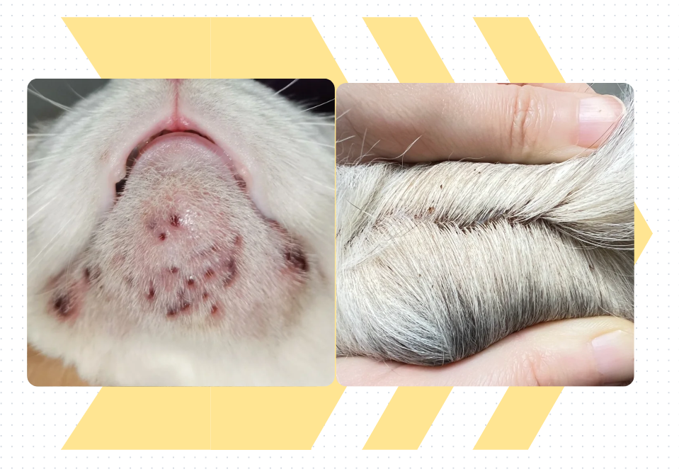 猫毛囊炎和猫癣有什么区别？看这里，教你如何区分