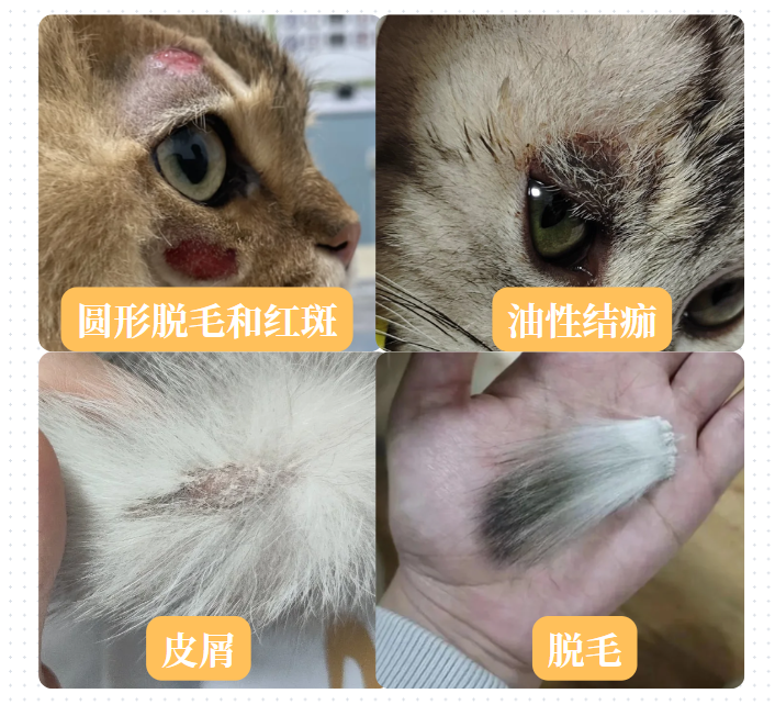 猫毛囊炎和猫癣有什么区别？看这里，教你如何区分