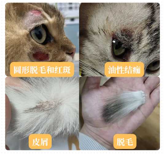 猫咪得了轻微猫癣需要用什么药？