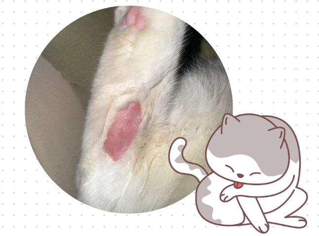 小猫腿上秃了一块红红的怎么办？