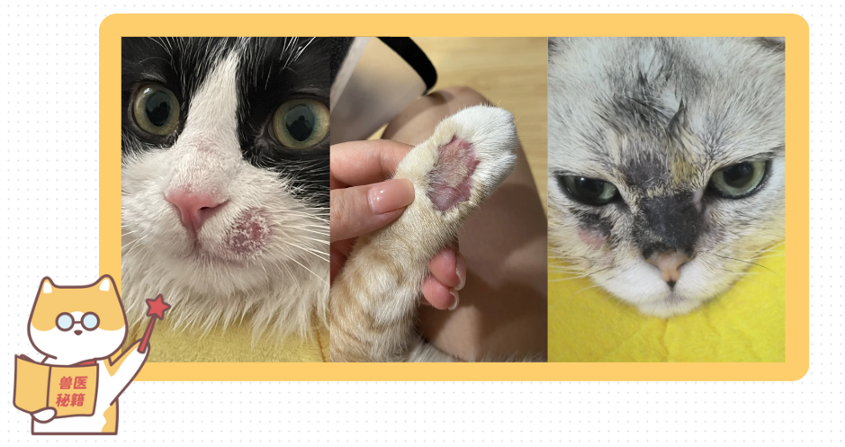 猫咪得了猫癣怎么办？治疗需要多少钱？