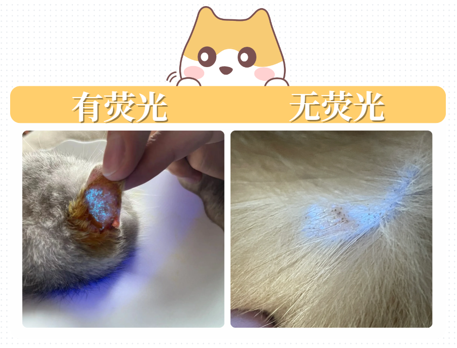 猫咪得了猫癣怎么办？治疗需要多少钱？