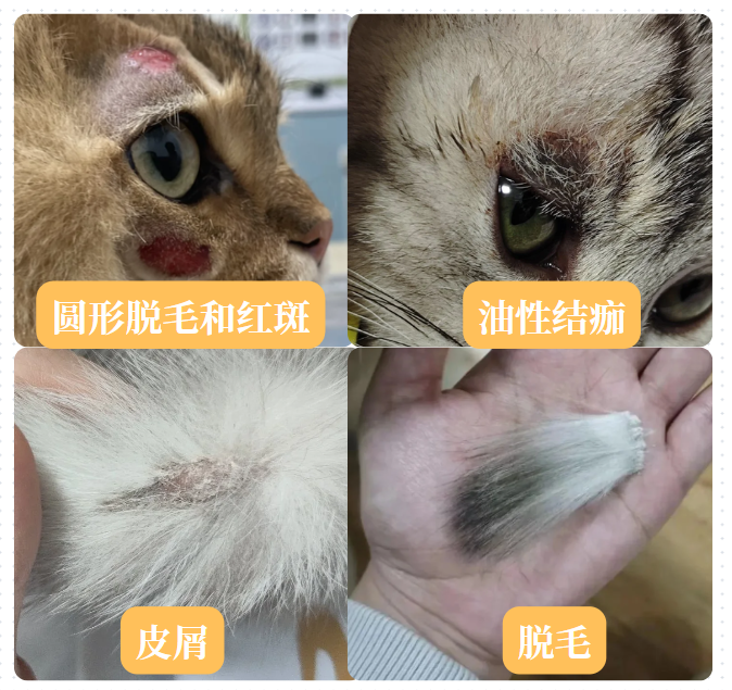 猫耳朵长猫癣了用什么药好？