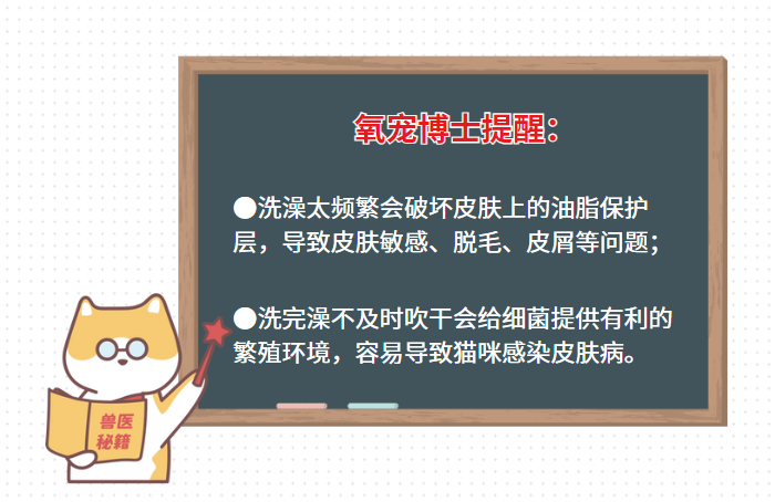 猫一直掉毛很严重？可能是这6个原因造成的！别不信！