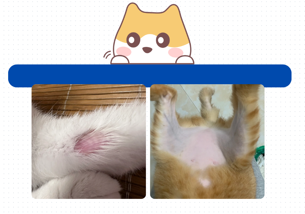 猫一直掉毛很严重？可能是这6个原因造成的！别不信！