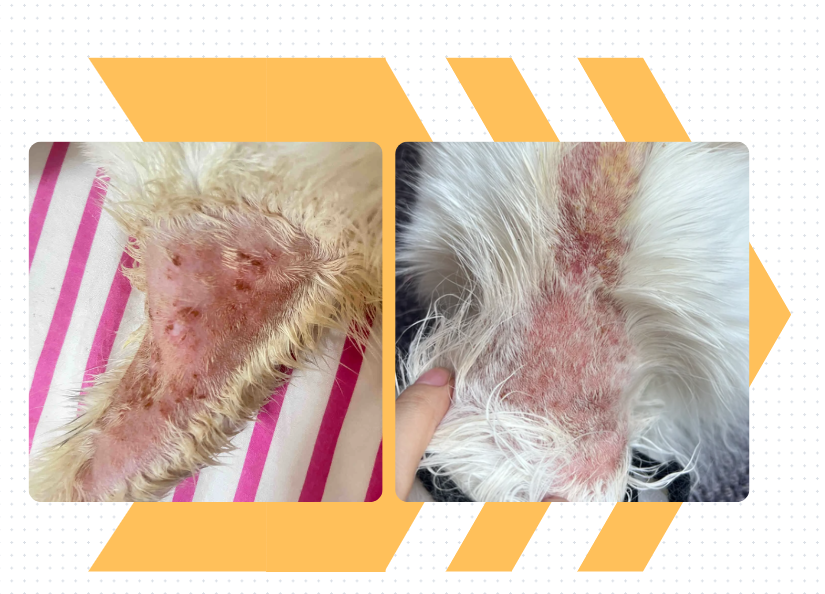 猫一直掉毛很严重？可能是这6个原因造成的！别不信！