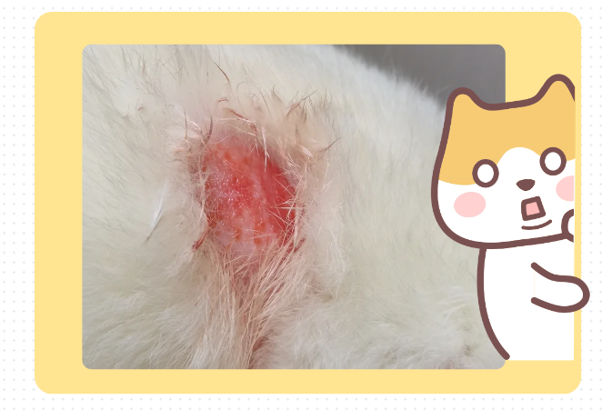 猫咪身上的皮肤溃烂用什么药？