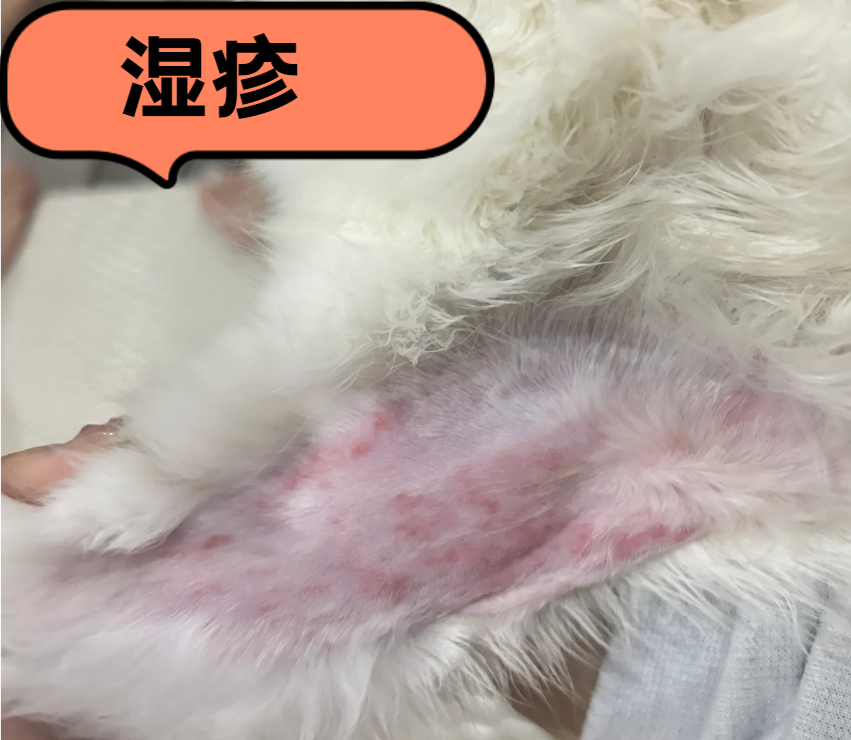 猫皮肤病用什么药？猫咪常见皮肤病及用药方案