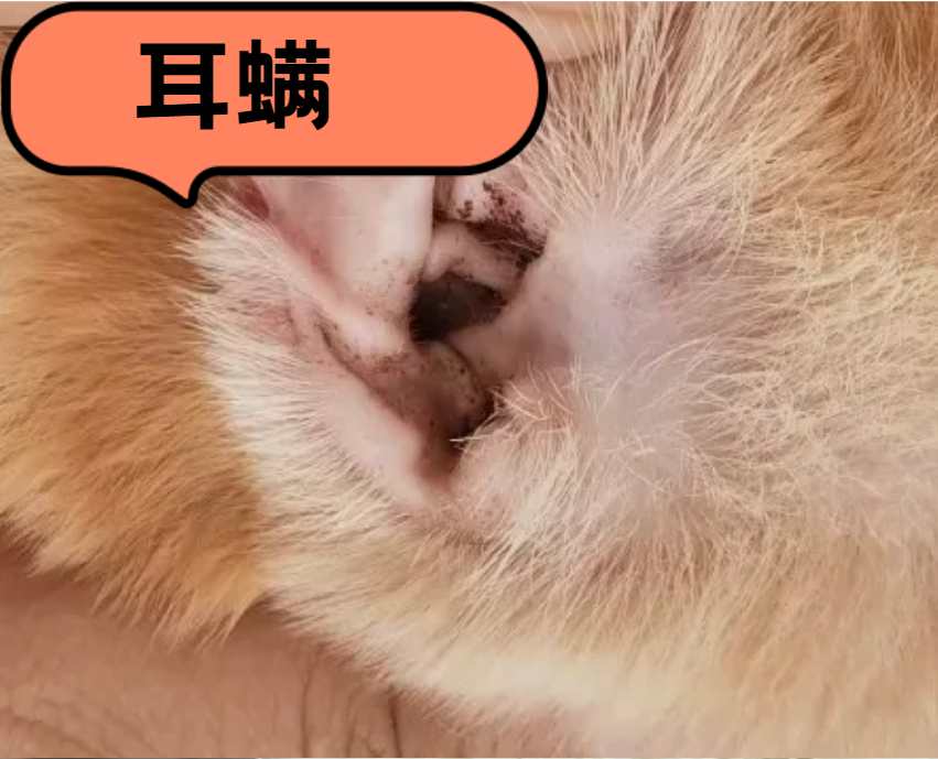 猫皮肤病用什么药？猫咪常见皮肤病及用药方案