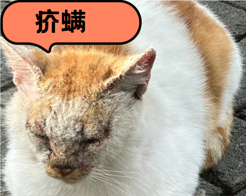 猫皮肤病用什么药？猫咪常见皮肤病及用药方案