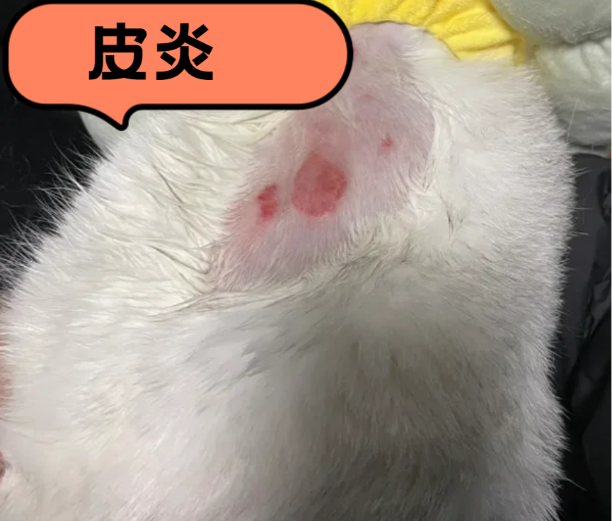猫皮肤病用什么药？猫咪常见皮肤病及用药方案