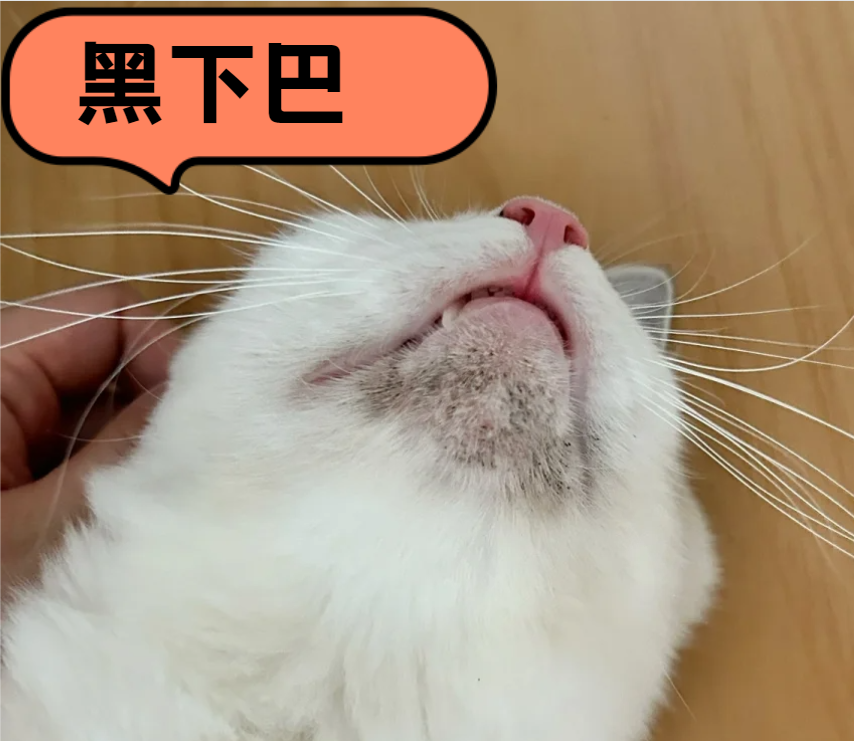 猫皮肤病用什么药？猫咪常见皮肤病及用药方案