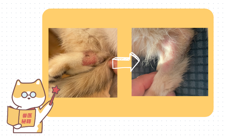 一般猫癣多久会好？怎么看它是不是快好了？