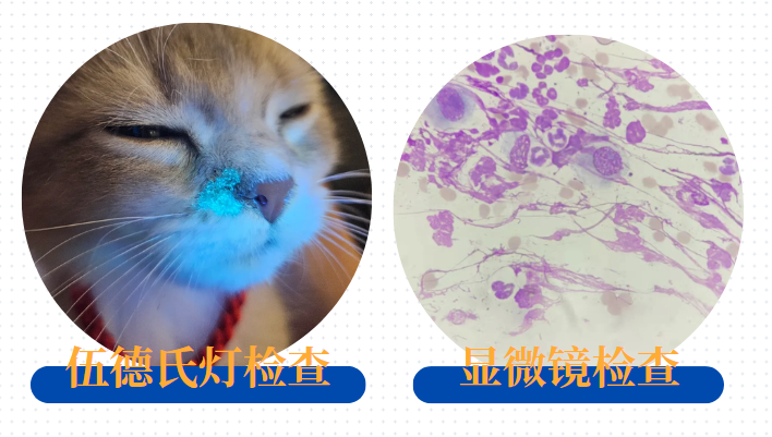 猫的身上长起了癣？别担心，有这些药就能解决