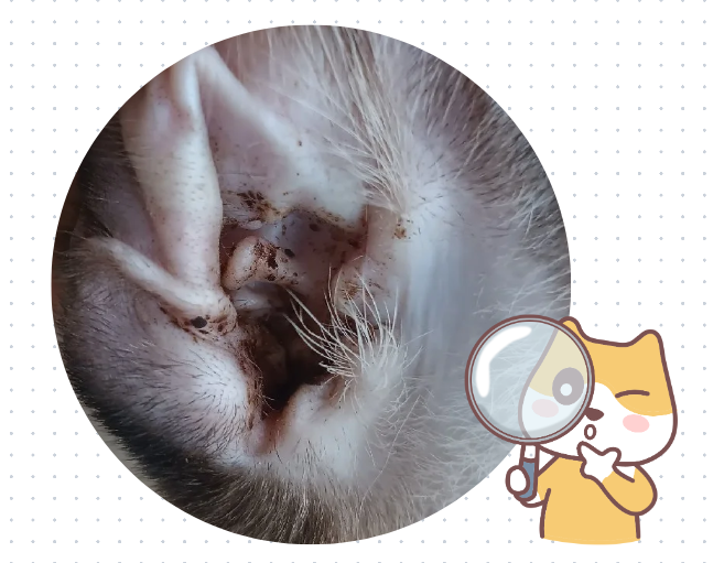 猫咪耳朵里面有很多黑色的东西，怎么彻底清理干净？