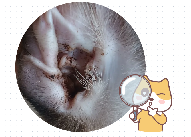 【宠医科普】猫耳螨用什么药治疗的最彻底？
