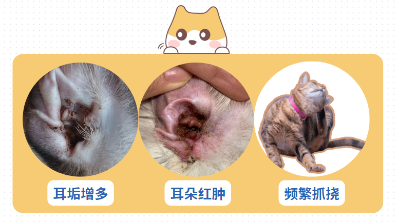 【宠医科普】猫耳螨用什么药治疗的最彻底？