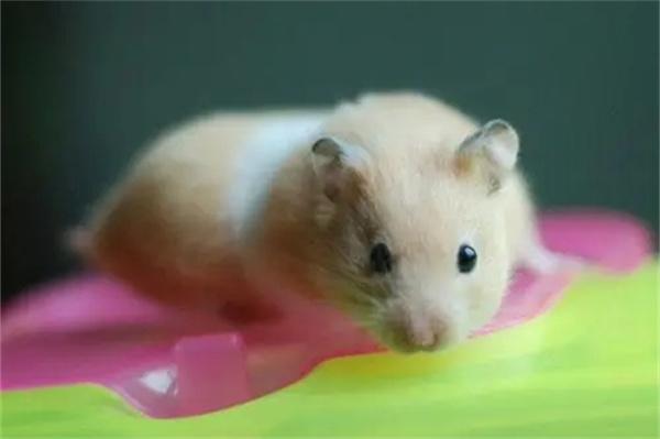 为什么仓鼠的自愈能力那么强？