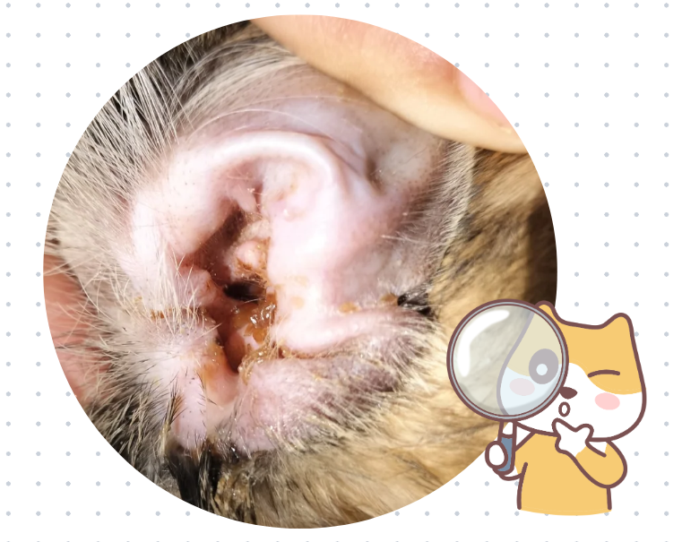 狗狗中耳炎找上门！用什么药效果好？