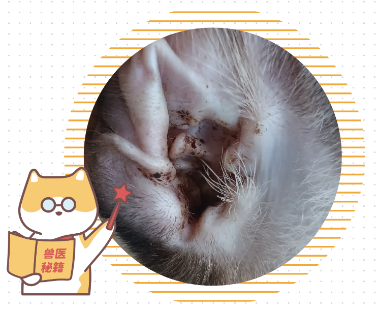 猫咪耳朵痒老是挠用什么药？必须先看病因！