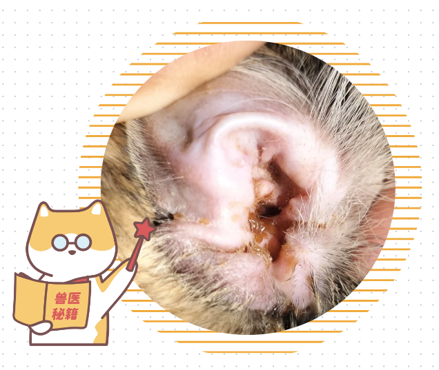 猫咪耳朵痒老是挠用什么药？必须先看病因！