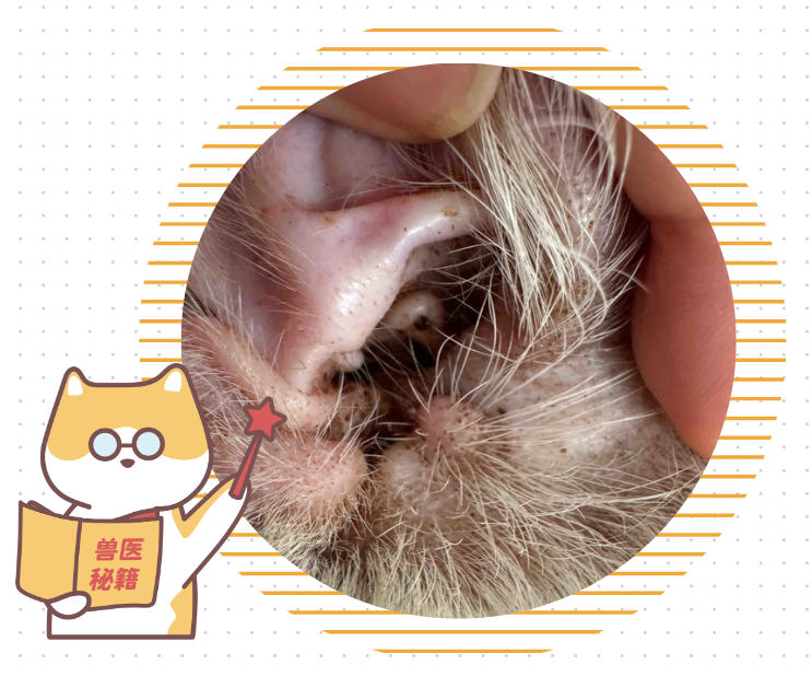 猫咪耳朵痒老是挠用什么药？必须先看病因！