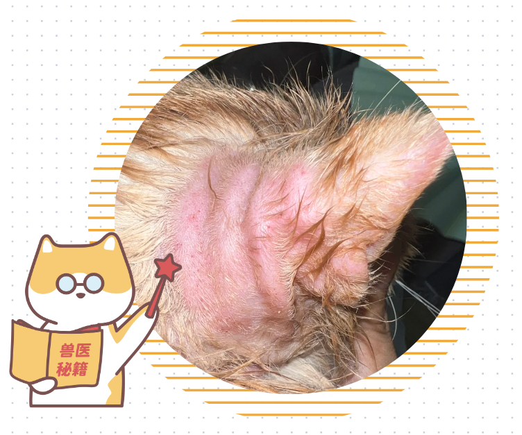 猫咪耳朵痒老是挠用什么药？必须先看病因！