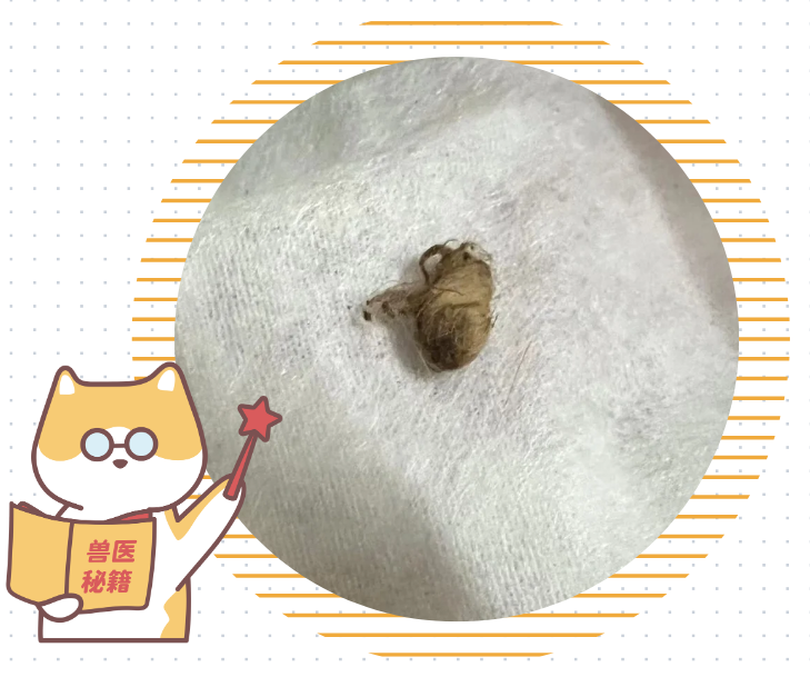 猫咪耳朵痒老是挠用什么药？必须先看病因！