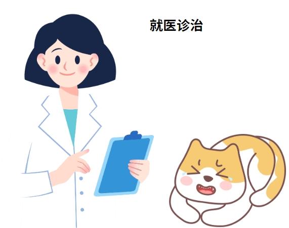 猫鼻支反反复复难治愈？可能是疏忽了这几点