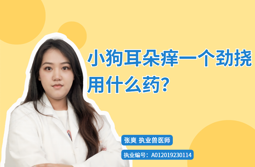 【宠医科普】小狗耳朵痒一个劲挠用什么药？
