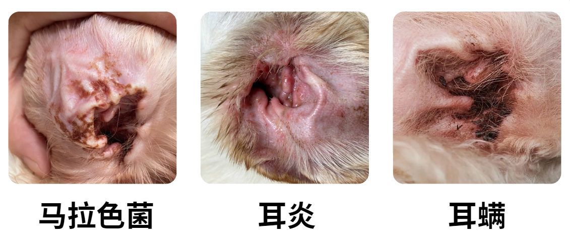 【宠医科普】小狗耳朵痒一个劲挠用什么药？