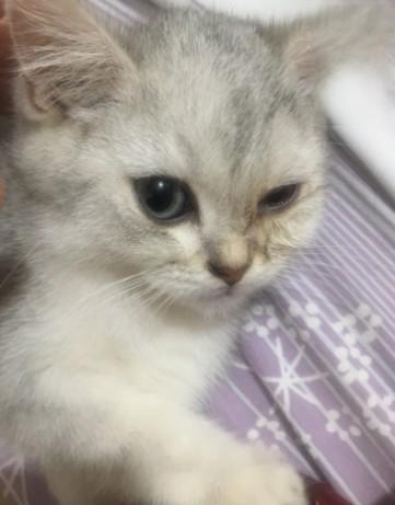猫咪眼睛肿胀流眼泪已治愈