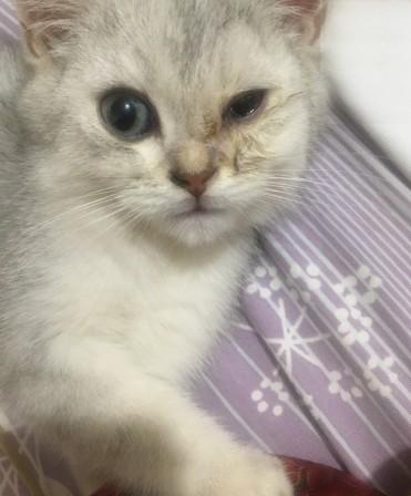 猫咪眼睛肿胀流眼泪已治愈