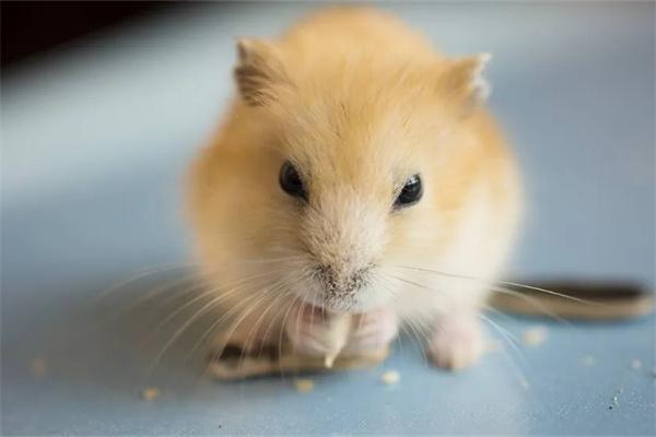 仓鼠指甲太长怎么办？